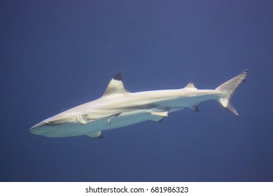 cruising blacktip reef shark, Carcharhinus melanopterus