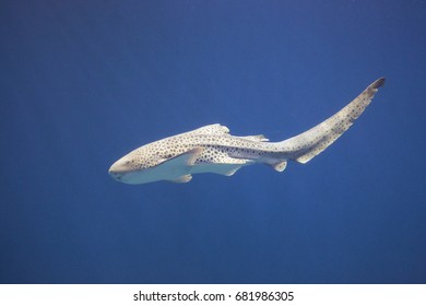 Cruising Zebra Shark, Stegostoma Fasciatum