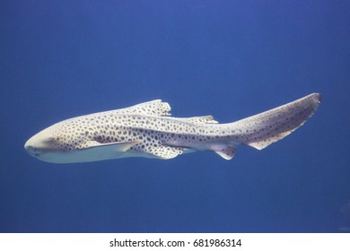 Cruising Zebra Shark, Stegostoma Fasciatum