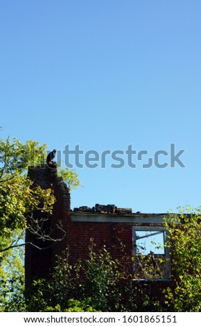 Crumbling brick chimney at an abandoned house in rural Shelbyville Kentucky with a big black buzzard
