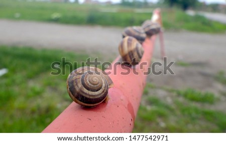 Similar – Image, Stock Photo snail Crumpet Snail shell
