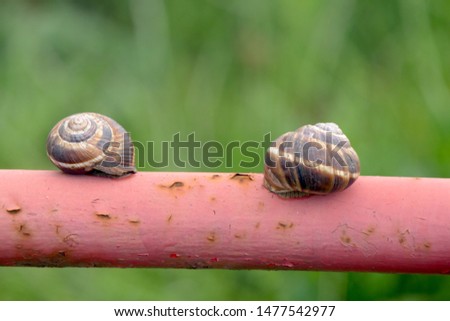 Similar – Image, Stock Photo snail Crumpet Snail shell