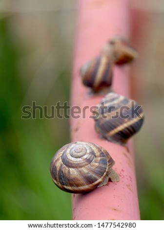 Similar – Image, Stock Photo snail Crumpet Snail shell