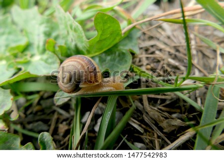 snail Crumpet Snail shell