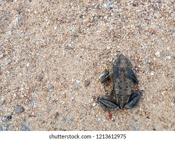 Crushed By Car Dried Toad Car Stock Photo (Edit Now) 1213612975