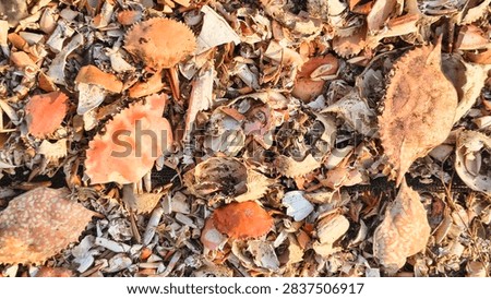 Crushed crab shells texture background with marine waste and seafood byproduct
