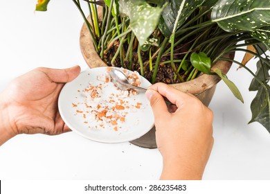 Crushed Egg Shell Fed Onto Potted Plant As Natural Fertilizer