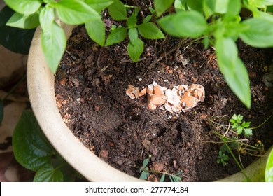 Crushed Egg Shell Used As Natural Fertilizer On Potted Plant