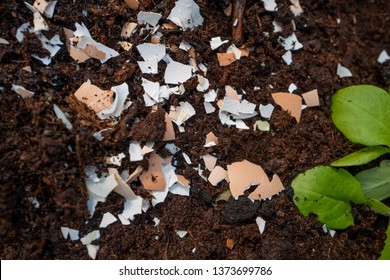 Crushed Egg Shells In The Garden 