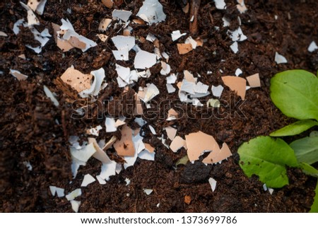 Crushed egg shells in the garden 