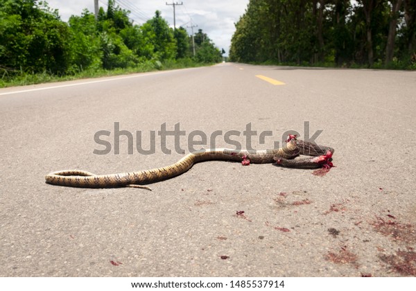 crushed indochinese rat snake body dead  and crusted\
blood  stain on asphalt road , concept of dangerous traffic\
accident 