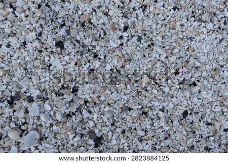 Crushed seashells creating a textured background on a natural coastal beach