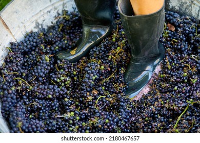 Crushing or press ripe grapes by fit in boots. Pressing grapes to make wine old style.