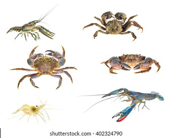 Crustaceans compilation. Stone or warty crab and Chinese mitten crab Eriocheir sinensis, Baltic shrimp, Australian blue crayfish Cherax quadricarinatus and American crayfish (Orconectes limosus)