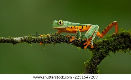 Cruziohyla calcarifer, the splendid leaf frog or splendid treefrog, is a species of tree frog of the subfamily Phyllomedusinae Foto stock © 
