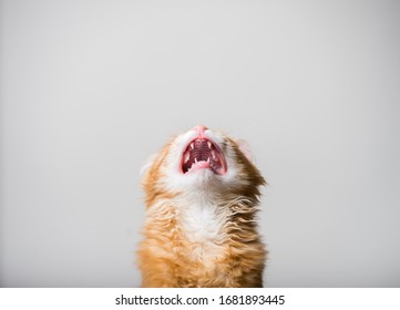 Cry cat isolated. Funny ginger kitten with open mouth.  