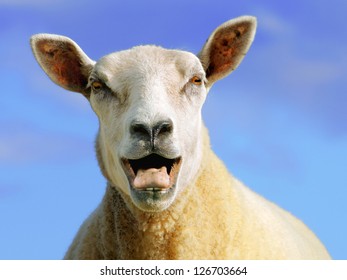 Sheep Face Images, Stock Photos & Vectors  Shutterstock