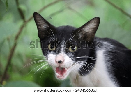 crying black and white cat