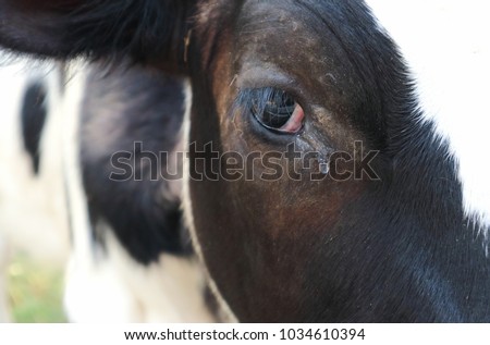 Crying cow - close up