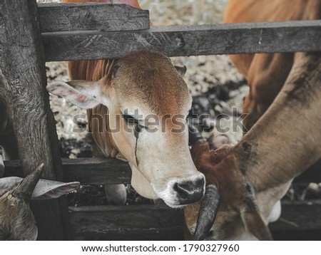 Crying cow at fence while waiting to be slaughtered
