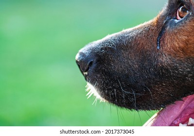 Crying Dog Nose And Tearing Eye, Closeup