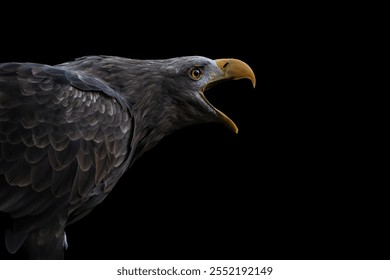 crying eagle side portrait on a black background, close up minimalism, negative copy space