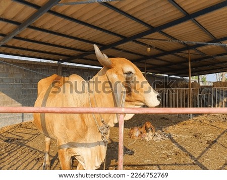 Crying mother cow in a farm