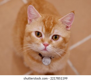 Crying Round Red Eyes Poor Ginger Cat With Necklace Listening With Top-down Composition Indoor