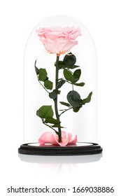 Cryogenized Roses In Glass Dome Isolated On White Background