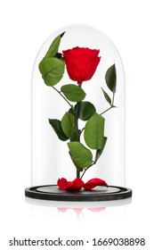 Cryogenized Roses In Glass Dome Isolated On White Background