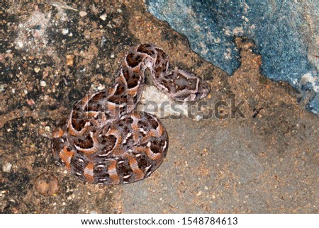 The cryptic colouration of a juvenile Puff Adder makes a study in camoflauge, one of the reasons it is responsible for more serious snake bites than any other African snake.