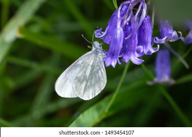 Cryptic Wood White Butterfly Feeding From Bluebells