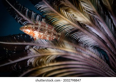 Cryptic Wrasse In Crinoid Close Up