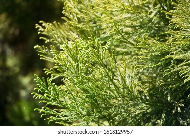 3,234 Japanese cypress Images, Stock Photos & Vectors | Shutterstock