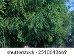 Cryptomeria japonica 