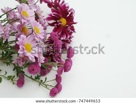 Similar – Image, Stock Photo Crysanthemum purple yellow
