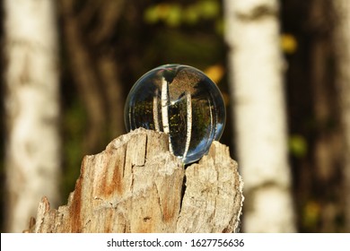 A Crystal Ball Lies On A Broken Stump With Birches Inside