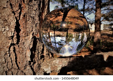 crystal ball in the tree