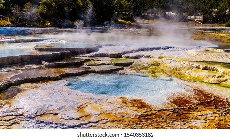 Crystal Clear Blue Water and Brown Bacteria Mats created by cyanobacteria in the water of the Travertine Terraces formed by  Geysers at Mammoth Hot Springs in Yellowstone National Park, Wyoming, USA