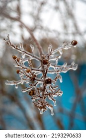 Crystal Clear Ice Coats A Small Tree Branch With Berries After A Winter Storm. Background Out Of Focus