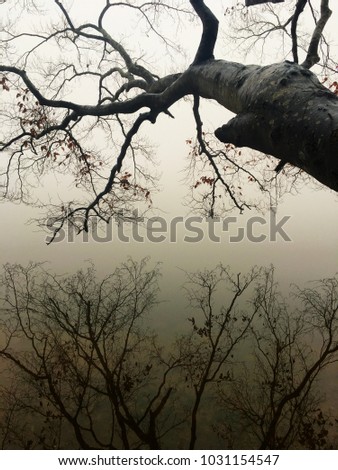Crystal clear reflections of tree branches on the glass like surface of a lake on a foggy morning in North Carolina with a strong sense of melancholy.