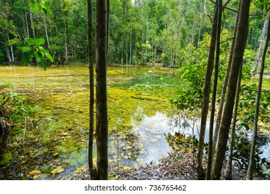 Thailand forest sc