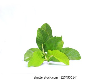 
Crystal Guava Leaves