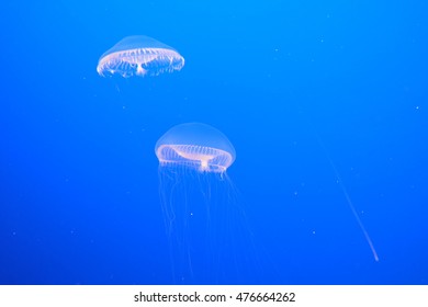 Crystal Jellyfish