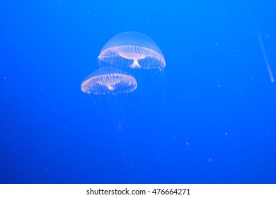 Crystal Jellyfish