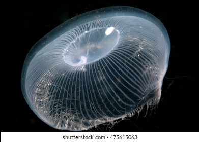 Crystal Jellyfish In The Dark