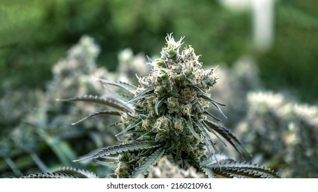 crystal on cannabis marijuana flower has THC and CBD chemical for make medicine drug from nature herb. Cannabis herb is new trend of  alternative medical health healing. Medical concept