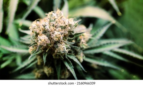 crystal on cannabis marijuana flower has THC and CBD chemical for make medicine drug from nature herb. Cannabis herb is new trend of  alternative medical health healing. Medical concept 