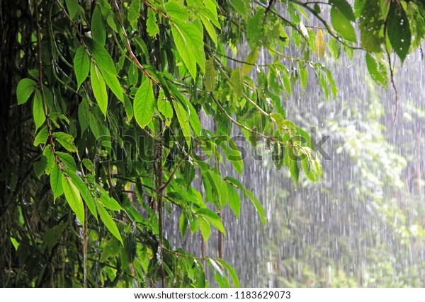 Crystal Shower Falls Dorrigo National Park Nature Holidays