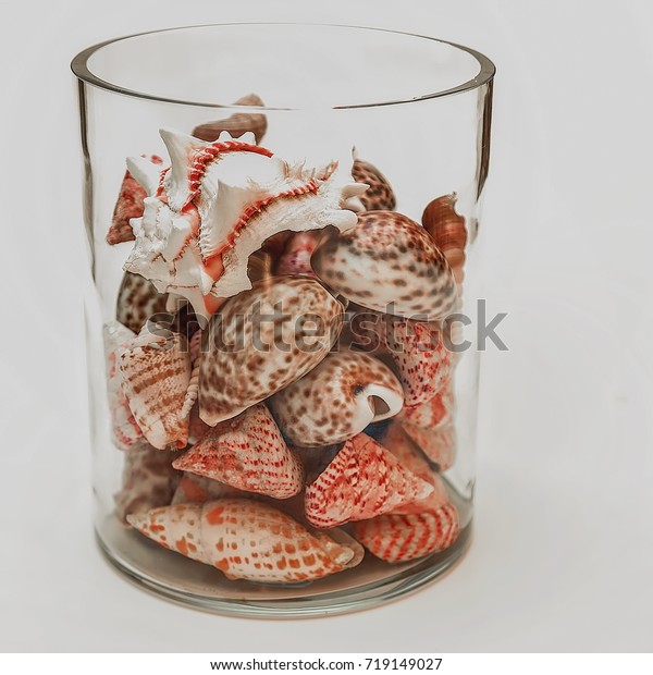 Crystal Vase Still Life Seashells Thick Stock Photo Edit Now